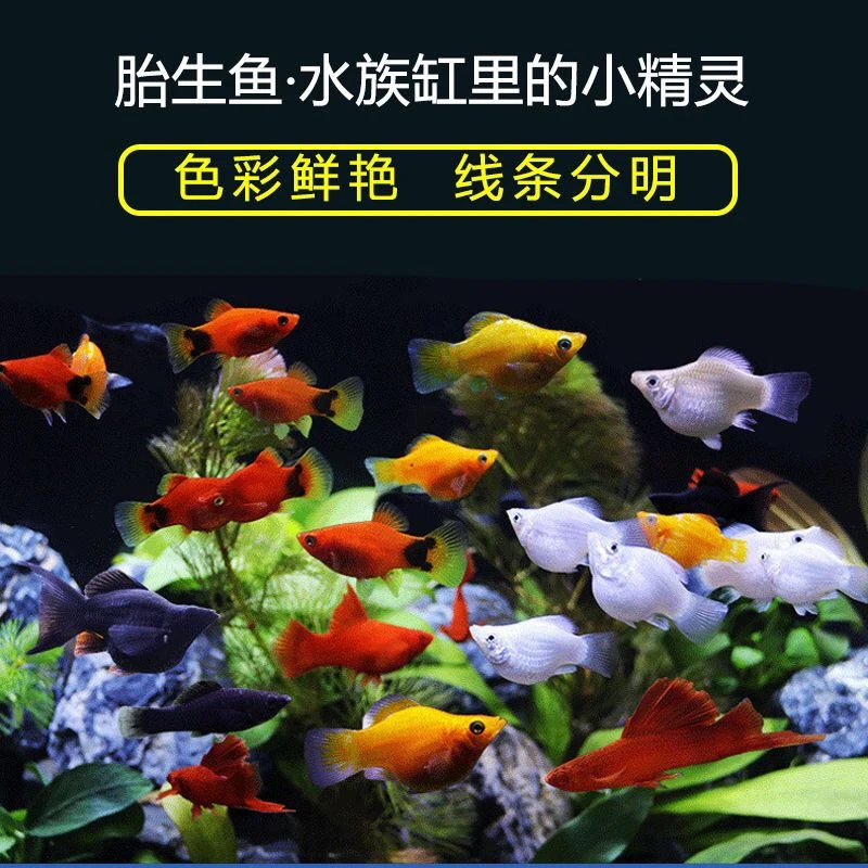 玛丽鱼孕母鱼皮胎生皮鱼皮球米奇狂魔活体虎皮观赏小型热带新 -