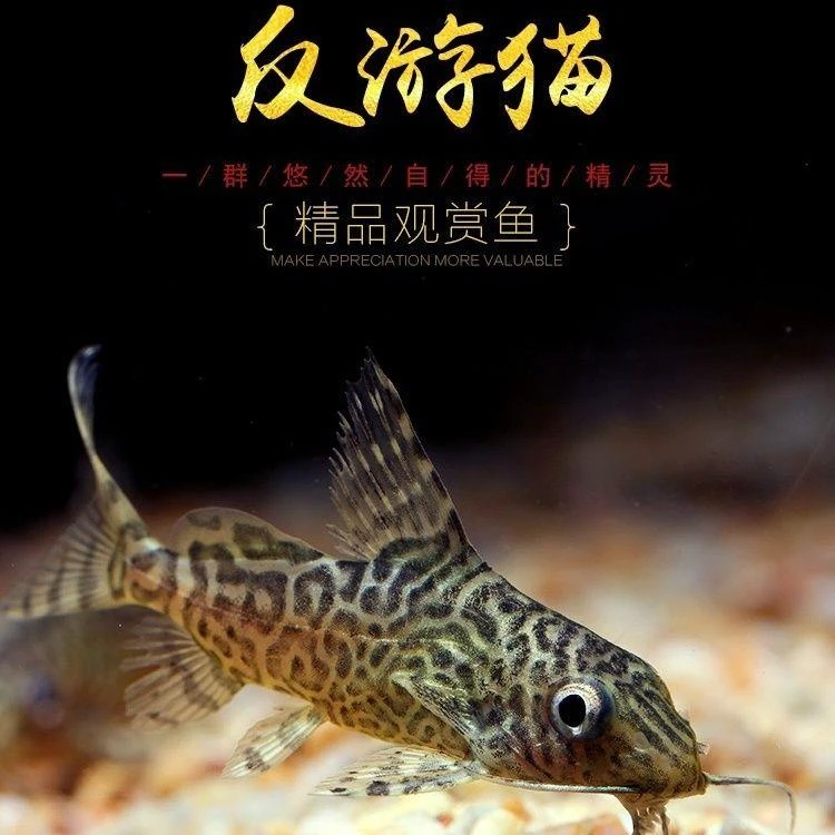 反游猫热带小型观赏底栖类倒游鲶清洁好玩宠物鼠鱼倒游猫鱼好养