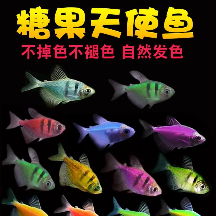 大号柠檬青苹果荧光天使鱼紫衣小型热带观赏淡水活体草缸好养宠物
