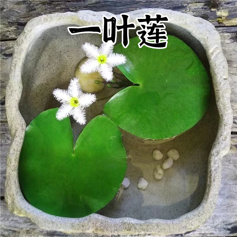 一叶莲心型睡碗莲水培植物花卉四季开花好养水生睡莲种子鱼缸造景
