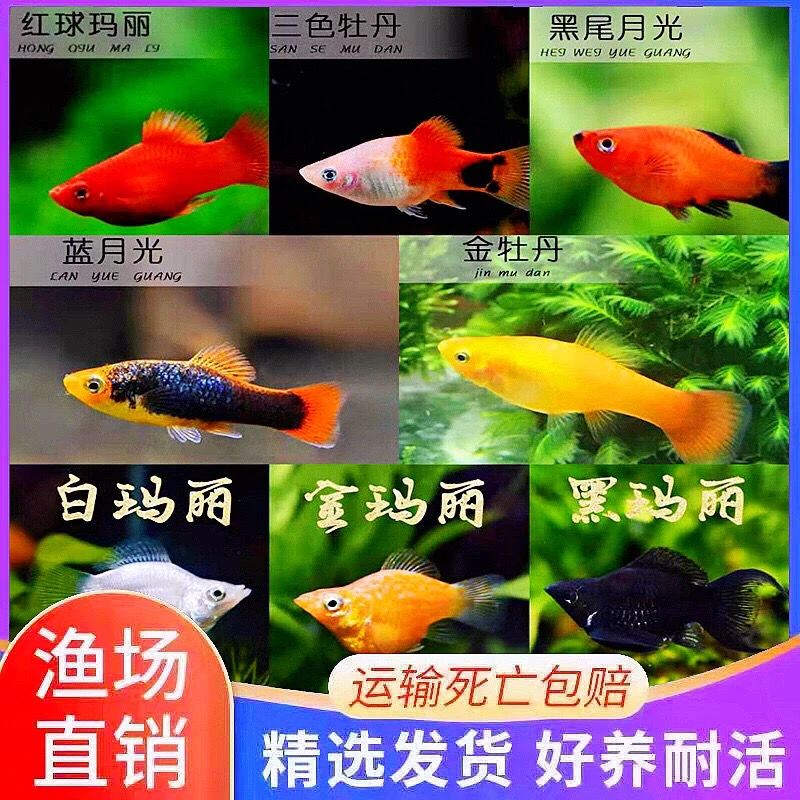 玛丽鱼孕母鱼皮胎生皮鱼皮球米奇狂魔活体虎皮观赏小型热带新 -