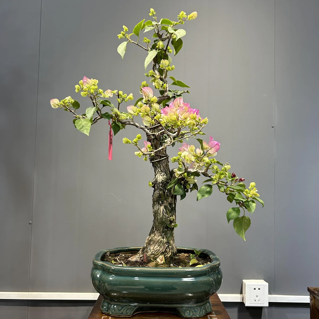 【抖胖胖】老桩盆景三角梅 绿樱 红樱等多品种 （一物一拍）