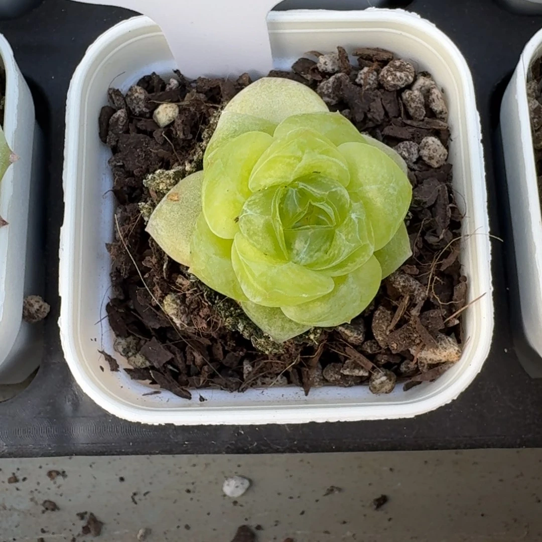 Q****106-孤品糖心单头一刻