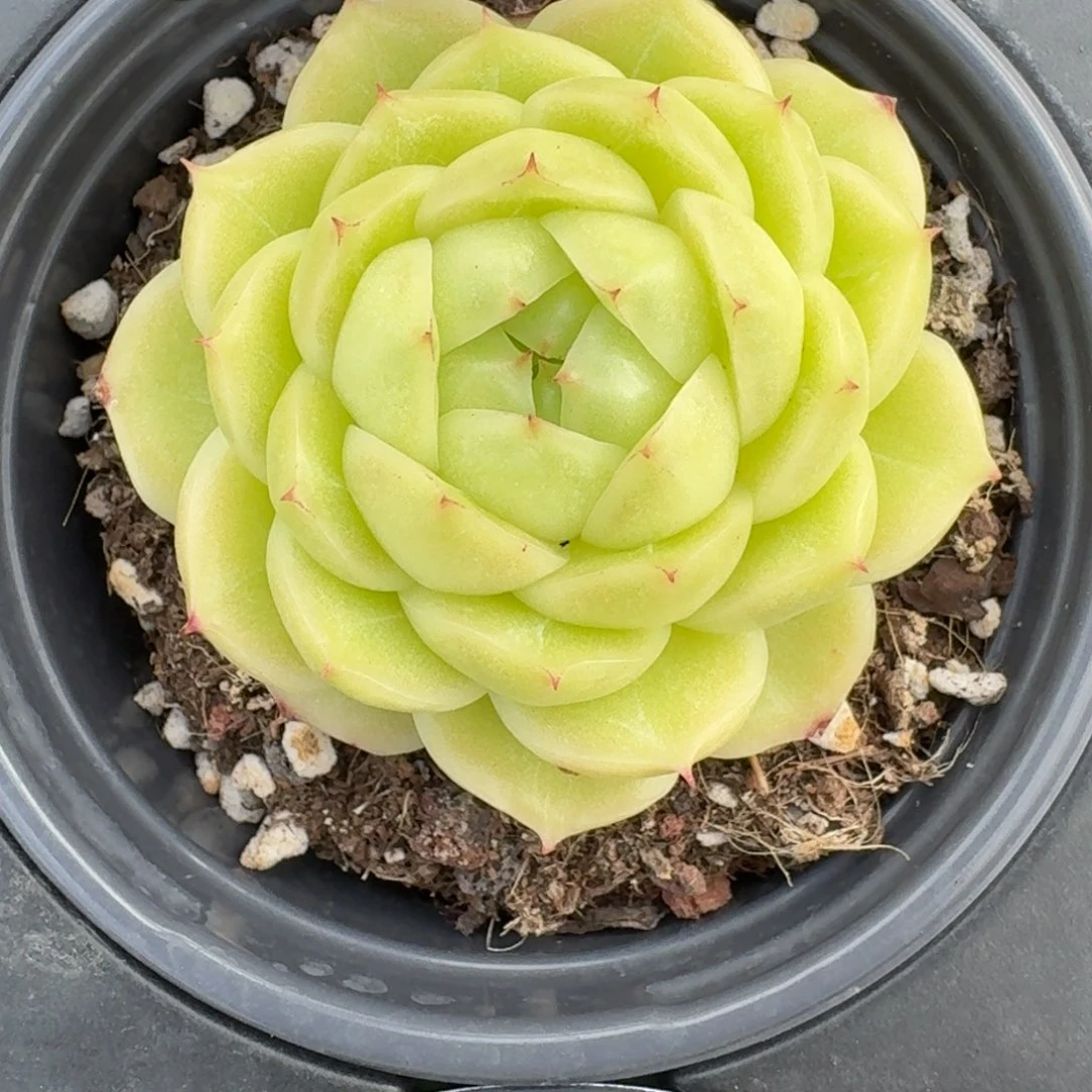 0294-麦杆单头带盆土