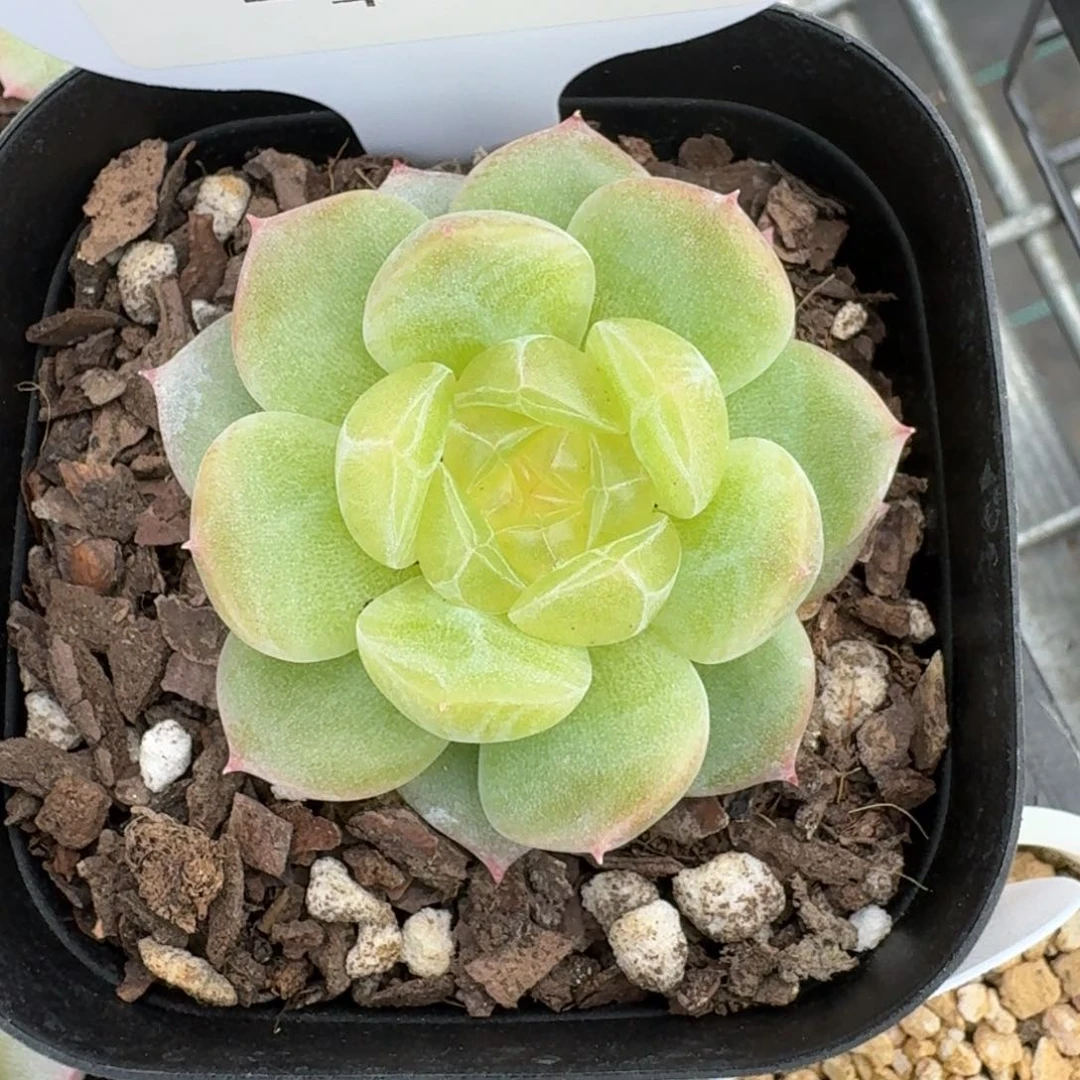 0113-甜心优选单头