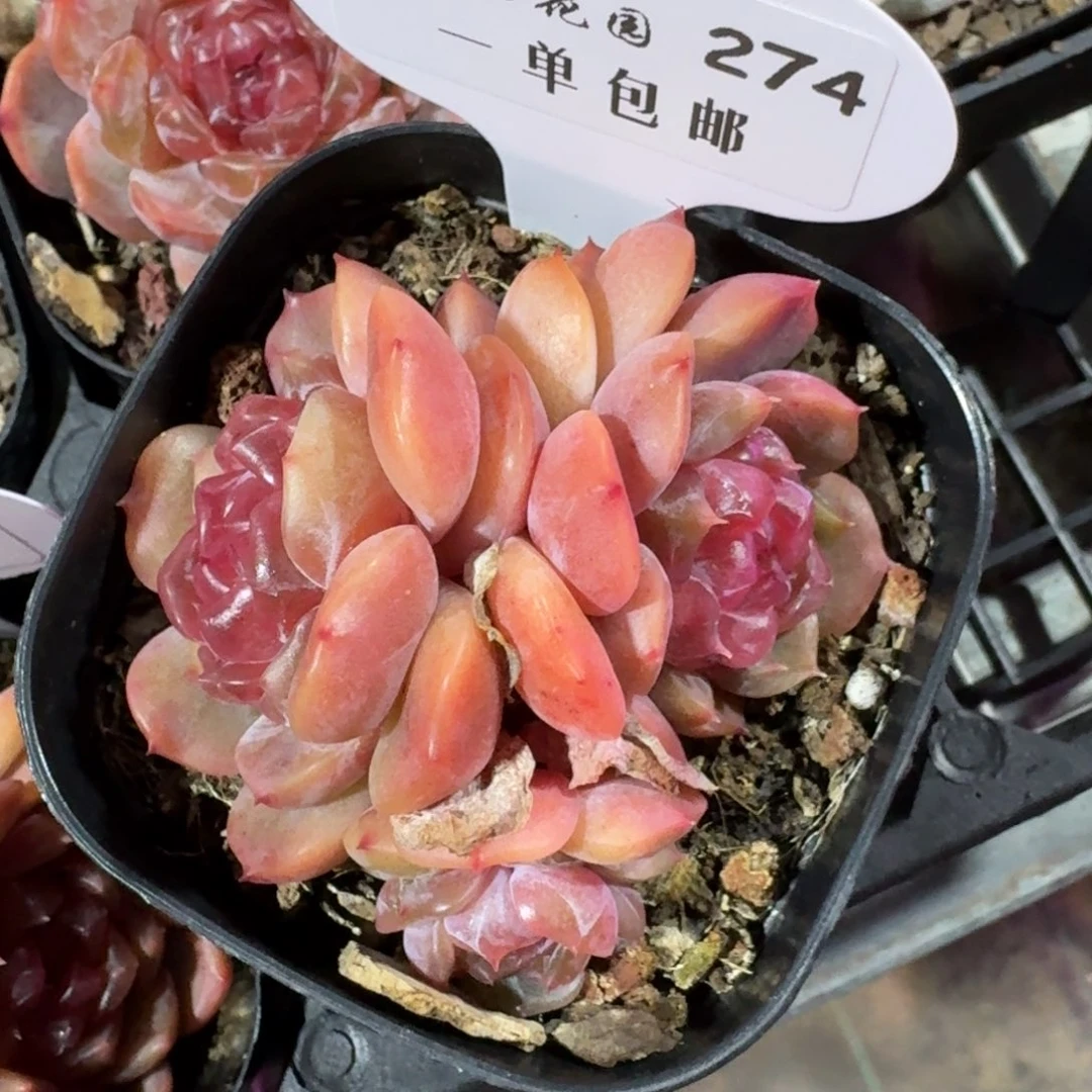 0274-红色恋人群一颗