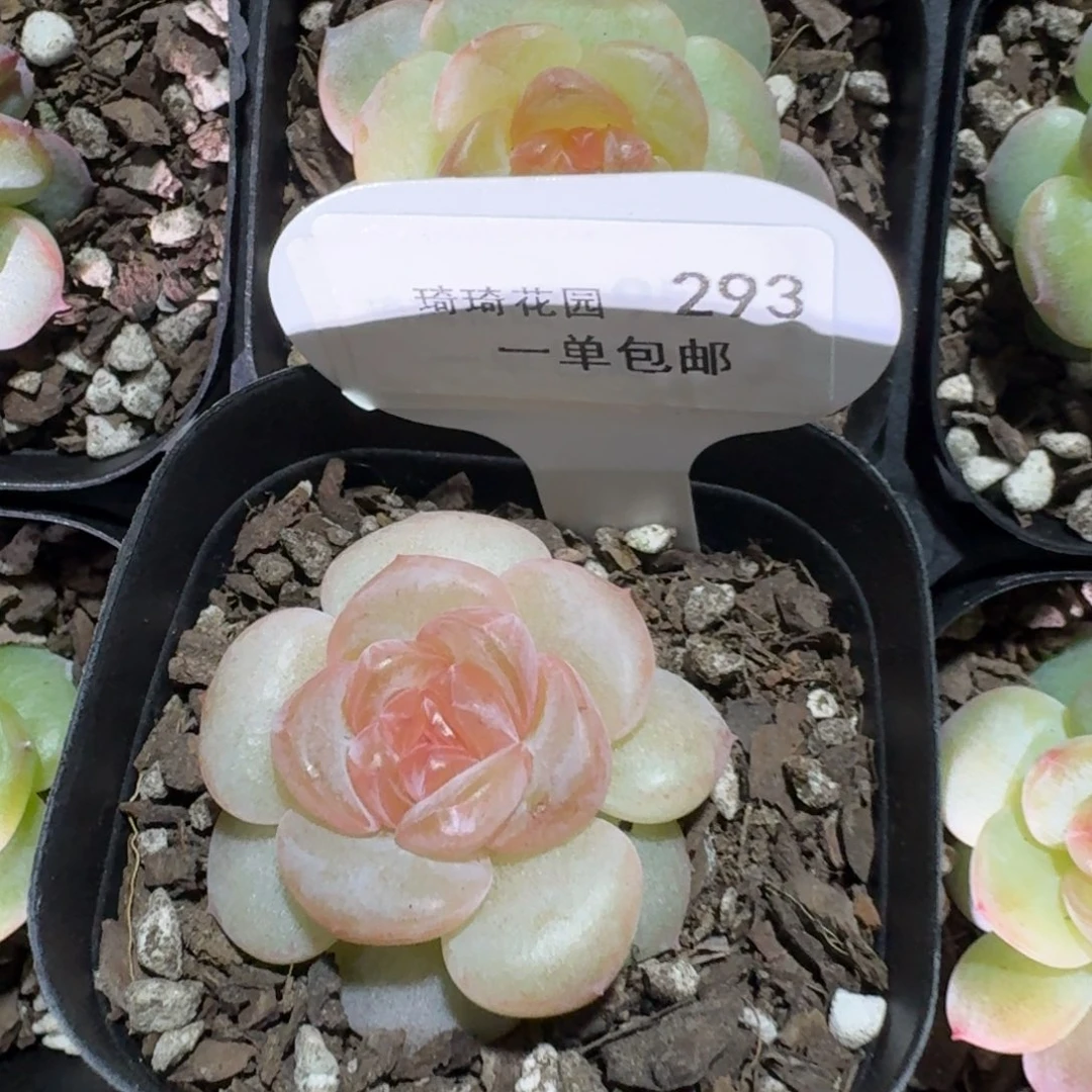 293-糖心地方哈哈斤斤计较