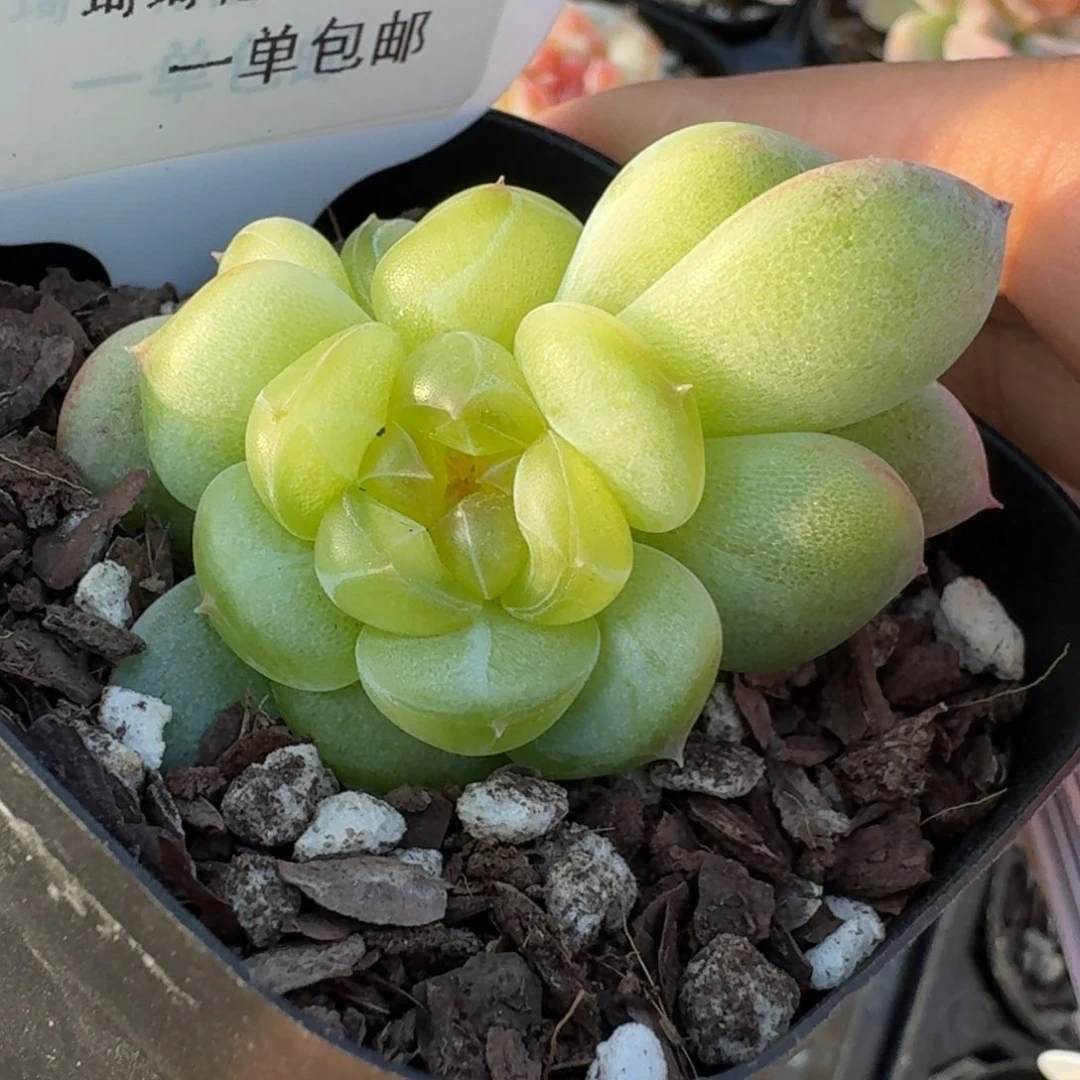 真**茶0320-青提色双头185