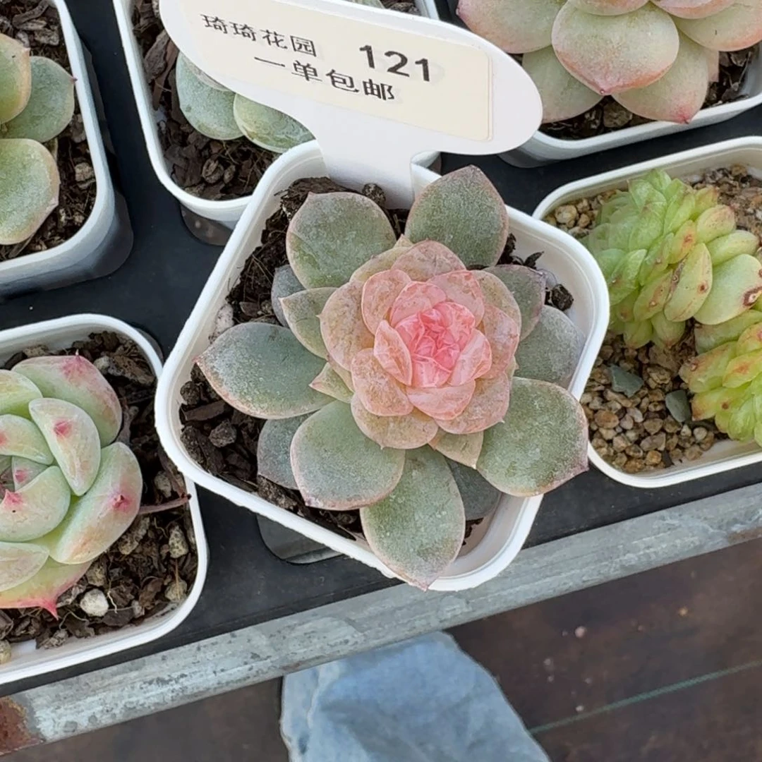 柴***妹0121-孤品粉心一颗