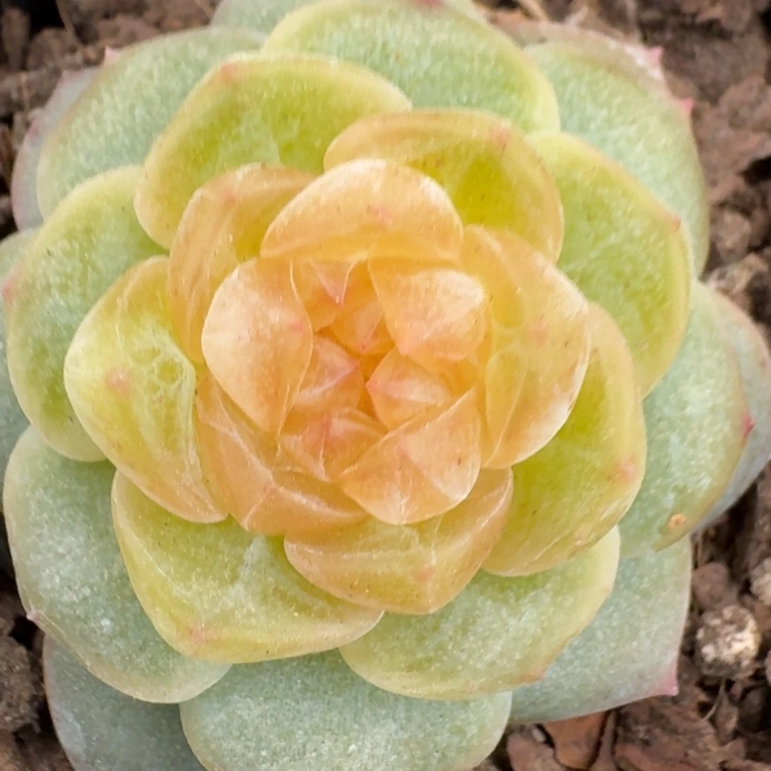 0252-香橙单头2012编号