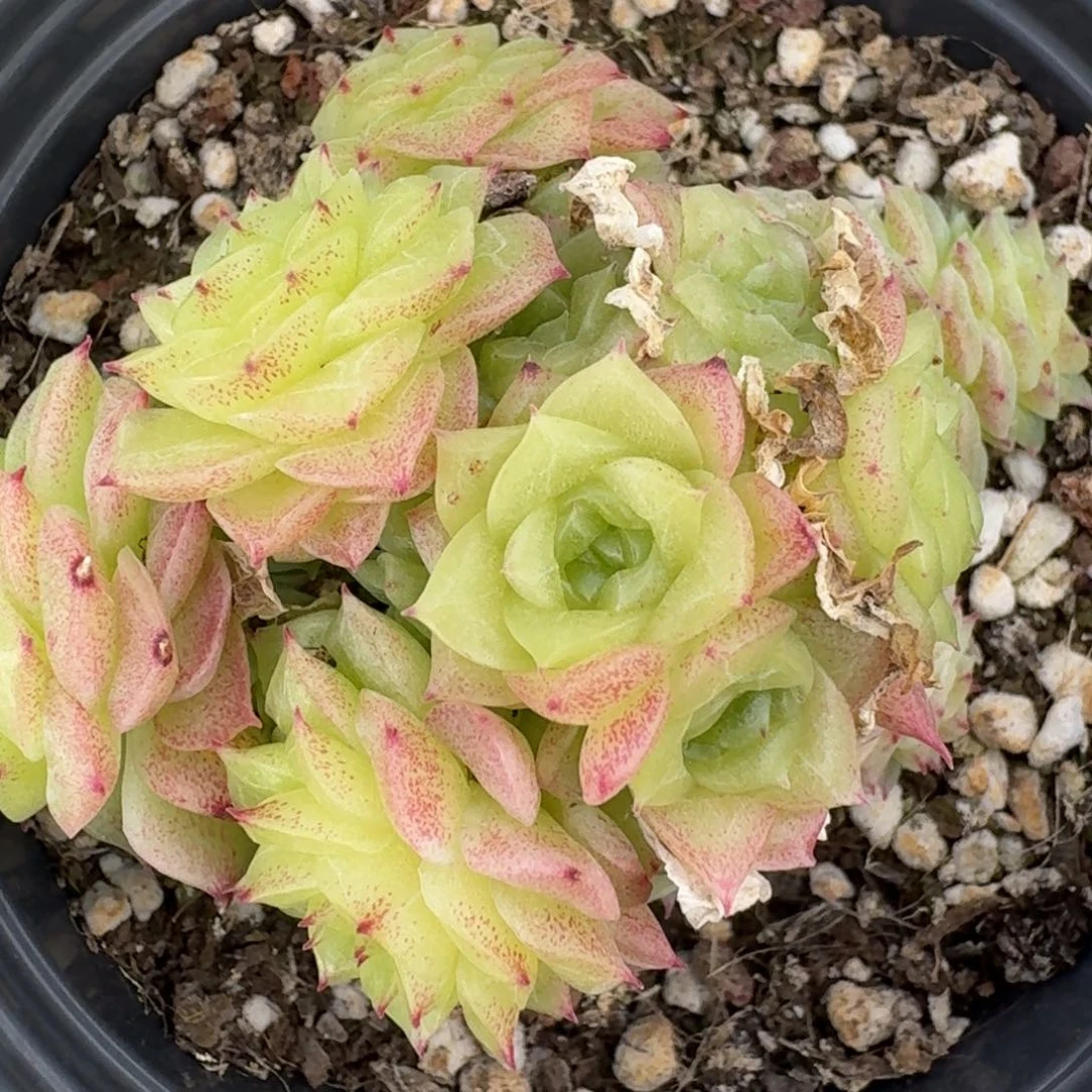 0137-麦杆不包整带盆土