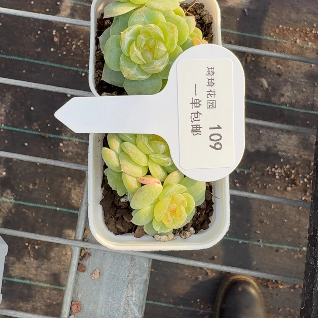 小****学0109-两颗素素打包