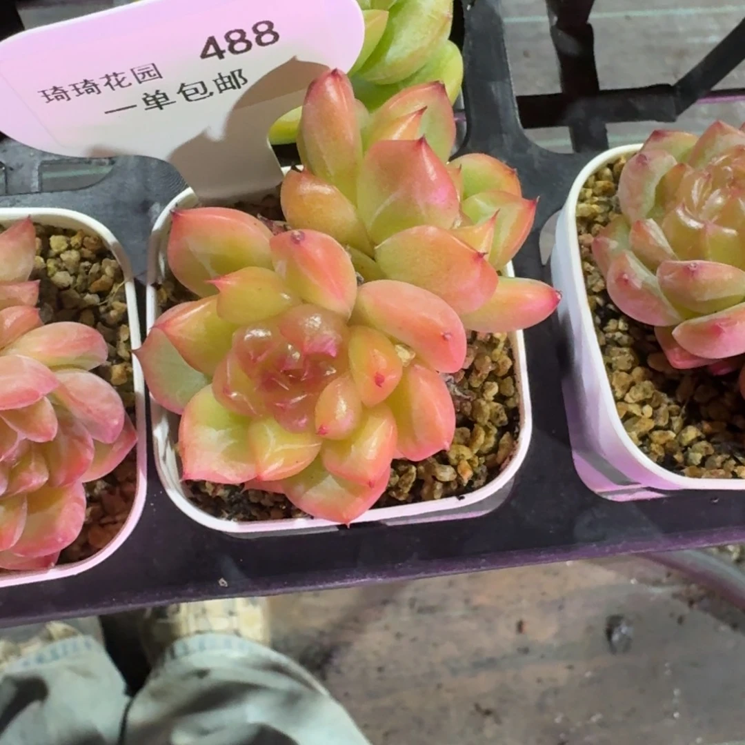 划****实0488-海洋之星双头