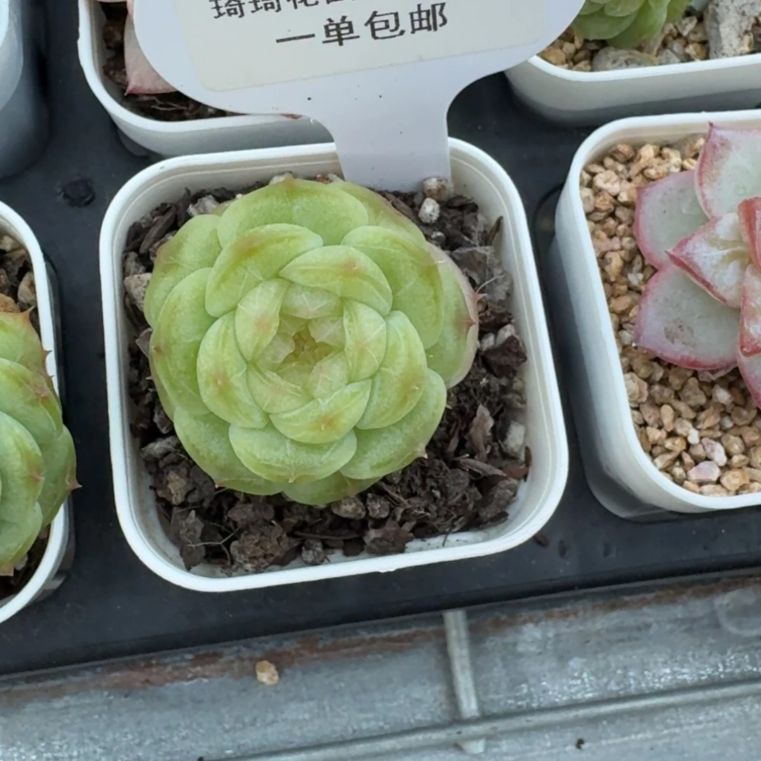 戴****?0210-宝珠山茶单头