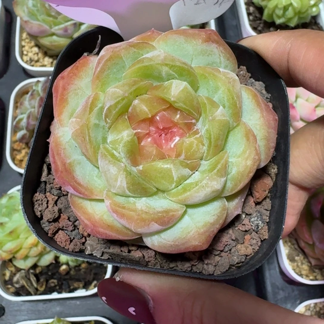 三***娃0148-白桃汽水一颗