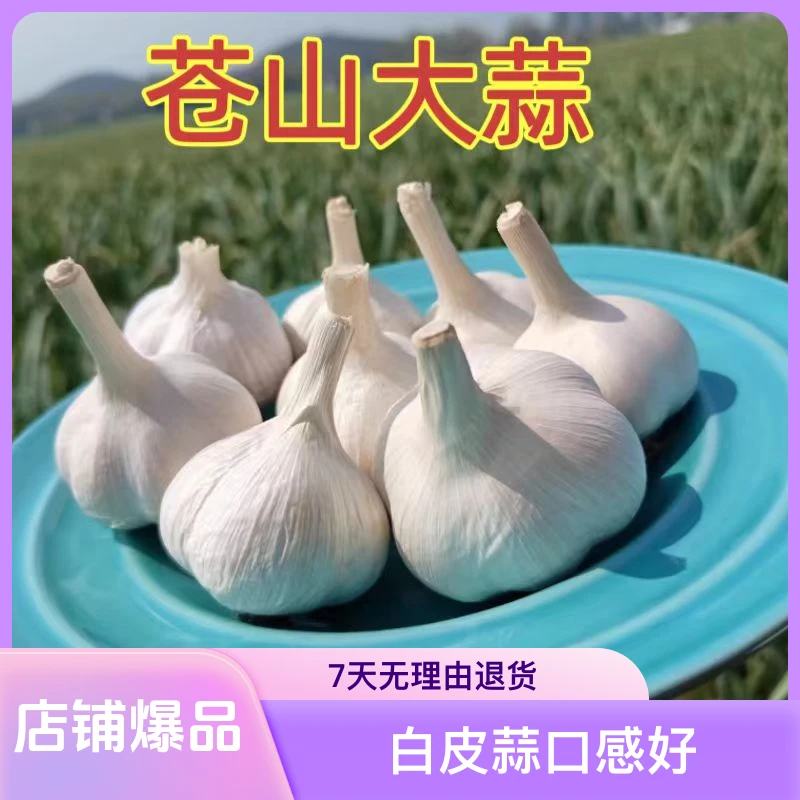 山东新干蒜苍山大蒜四六瓣晚蒜特产自家种植产地直发白皮蒜大蒜头