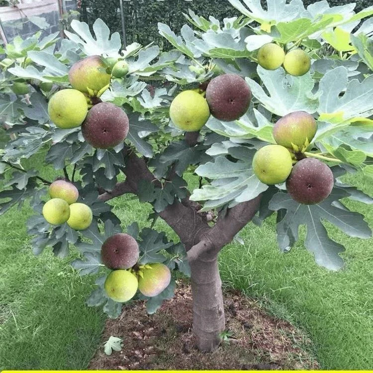 无花果树果苗矮化盆栽特大果波姬红金傲芬斯特拉庭院无花果苗优质