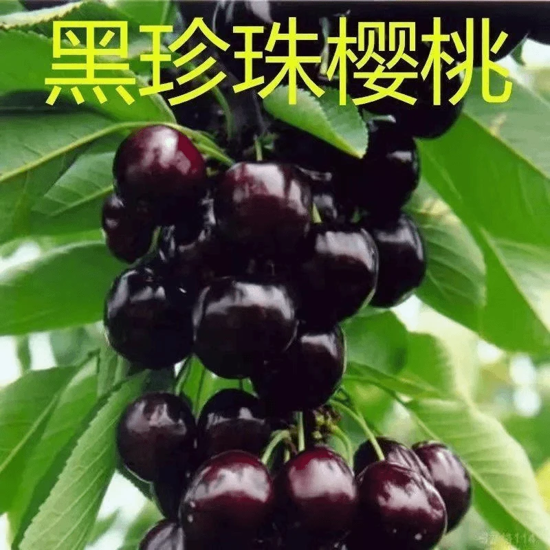 大樱桃树苗车厘子树苗黑珍珠美早脱毒嫁接矮化盆栽地栽南北方种植
