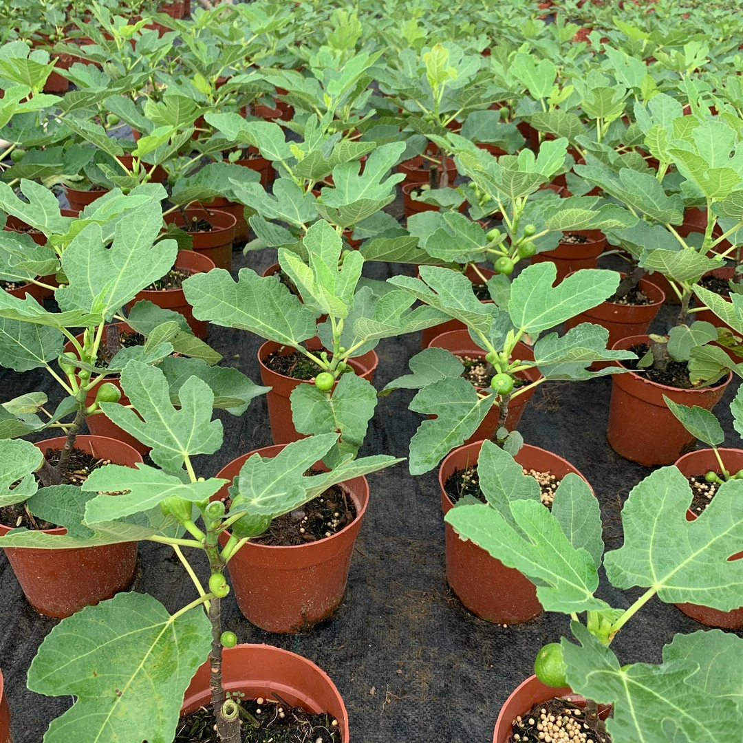 无花果树果苗地栽盆栽当年结果特大波姬红无花果树苗南方北方种植