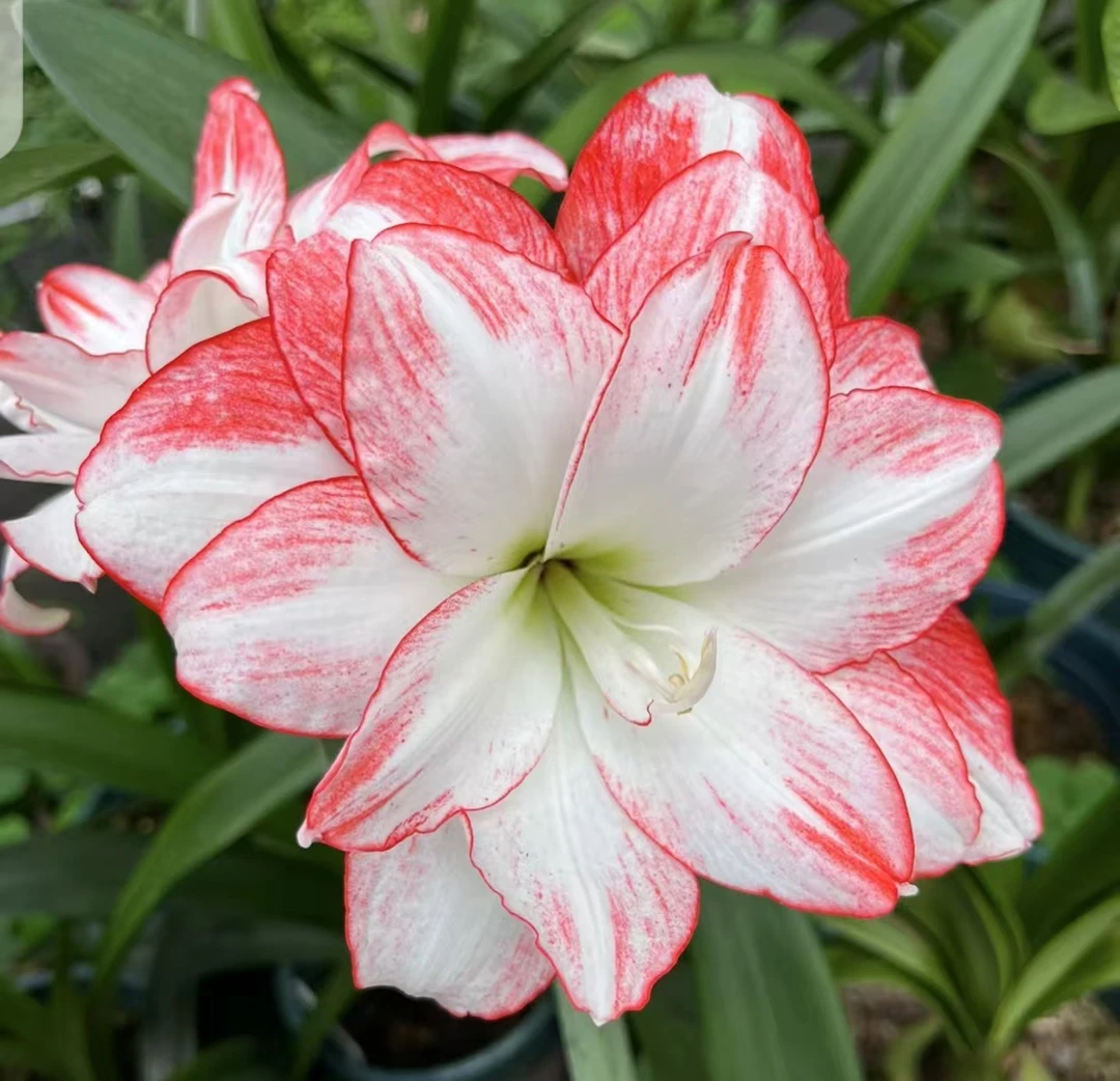 【火焰孔雀】~青州品韵朱顶红重瓣朱顶红种球