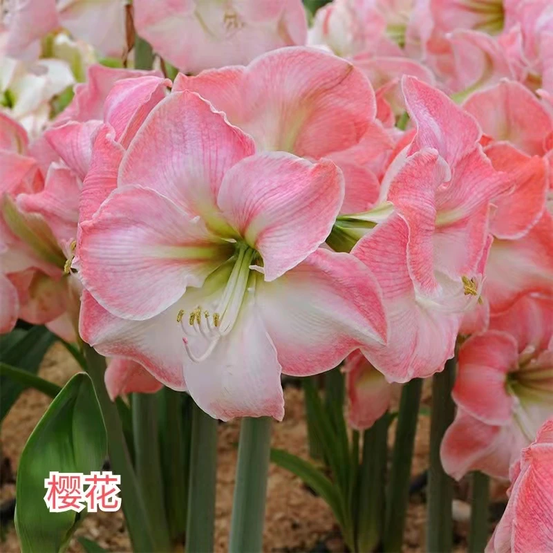 【樱花】~青州品韵朱顶红进口种球粉色大花单瓣