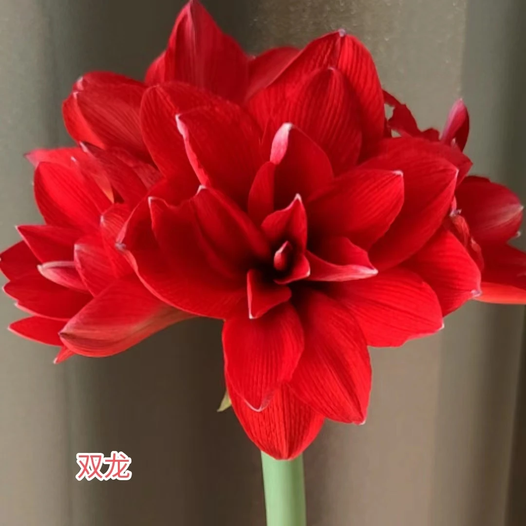 【双龙/马拉加】~青州品韵朱顶红进口种球红色重瓣