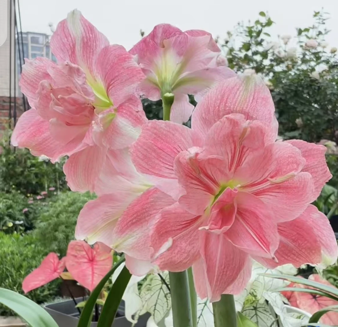 【玫瑰花样盆栽】青州品韵南非进口朱顶红种球漂亮大花