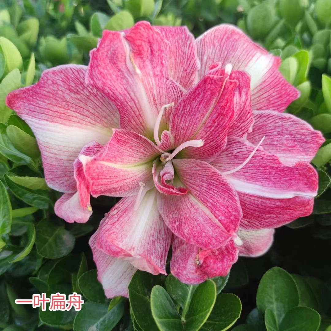 【台朱泰朱澳朱】~青州品韵朱顶红（基地自然球）