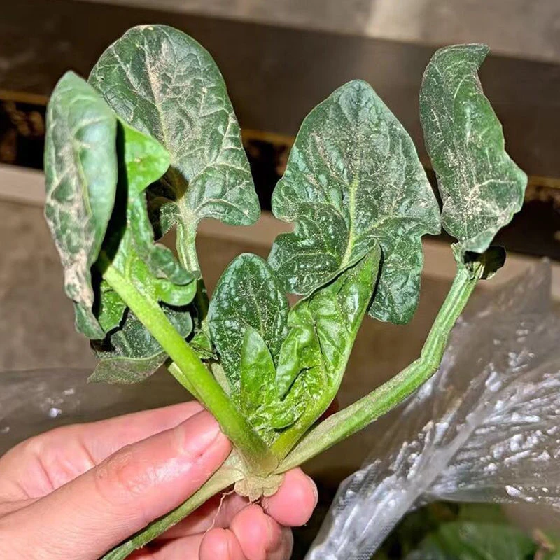 河南霜打红根菠菜现挖现发农家自种火锅青菜5斤包邮(送200g香菜)