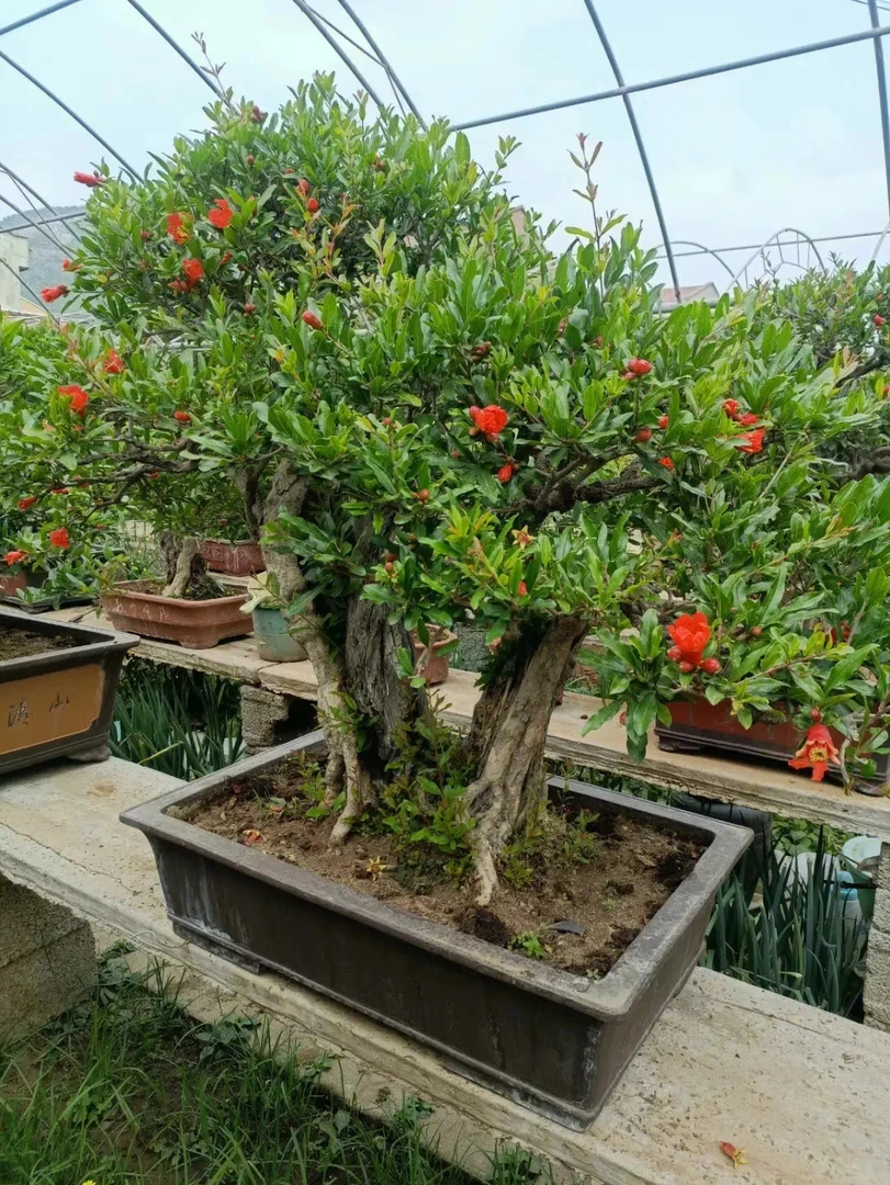 绿植物一物拍一物一价