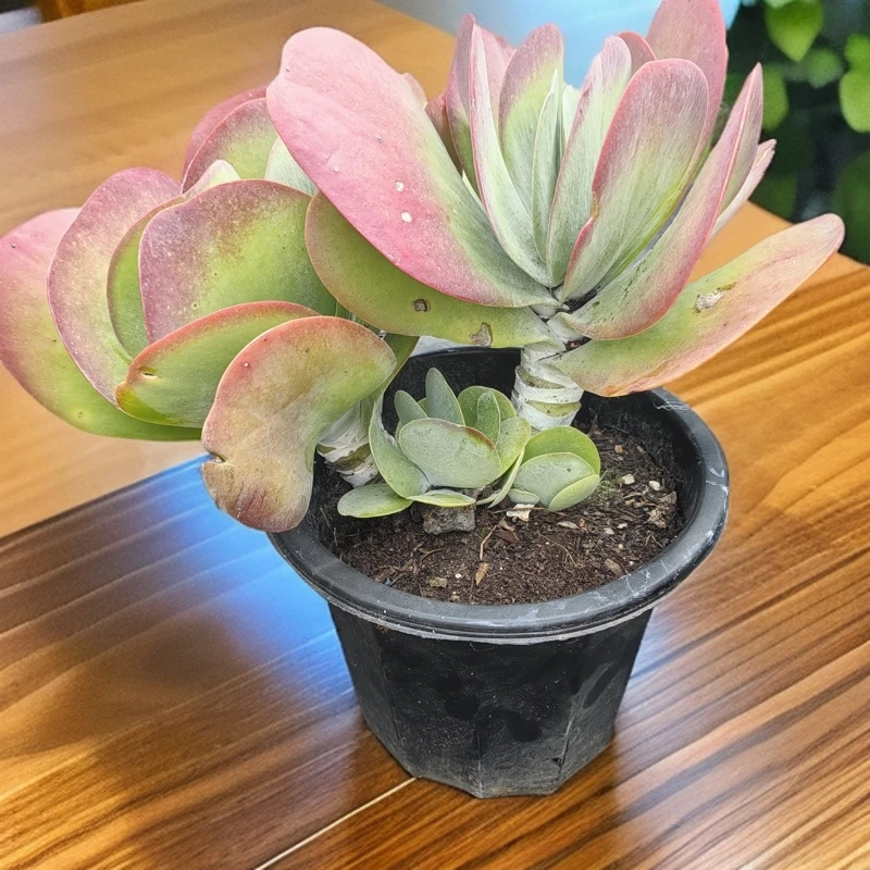 梓梓花卉唐印多肉植物