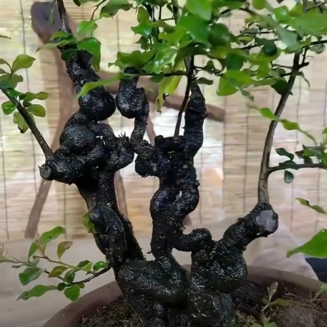 重庆金弹子盆景素材各种熟桩生桩，一物一拍，私拍不发货