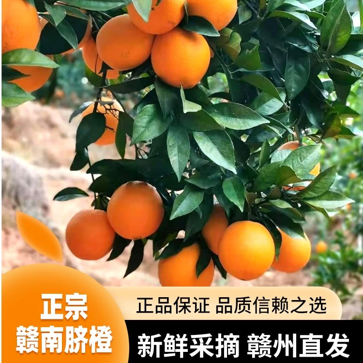 【赣南上犹平富英雄橙】正宗赣南脐橙果园新鲜采摘香甜多汁精品果