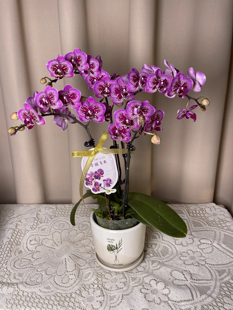 【小孔雀】 精品蝴蝶兰 小众品种 稀缺色系  高端花卉  花色鲜艳