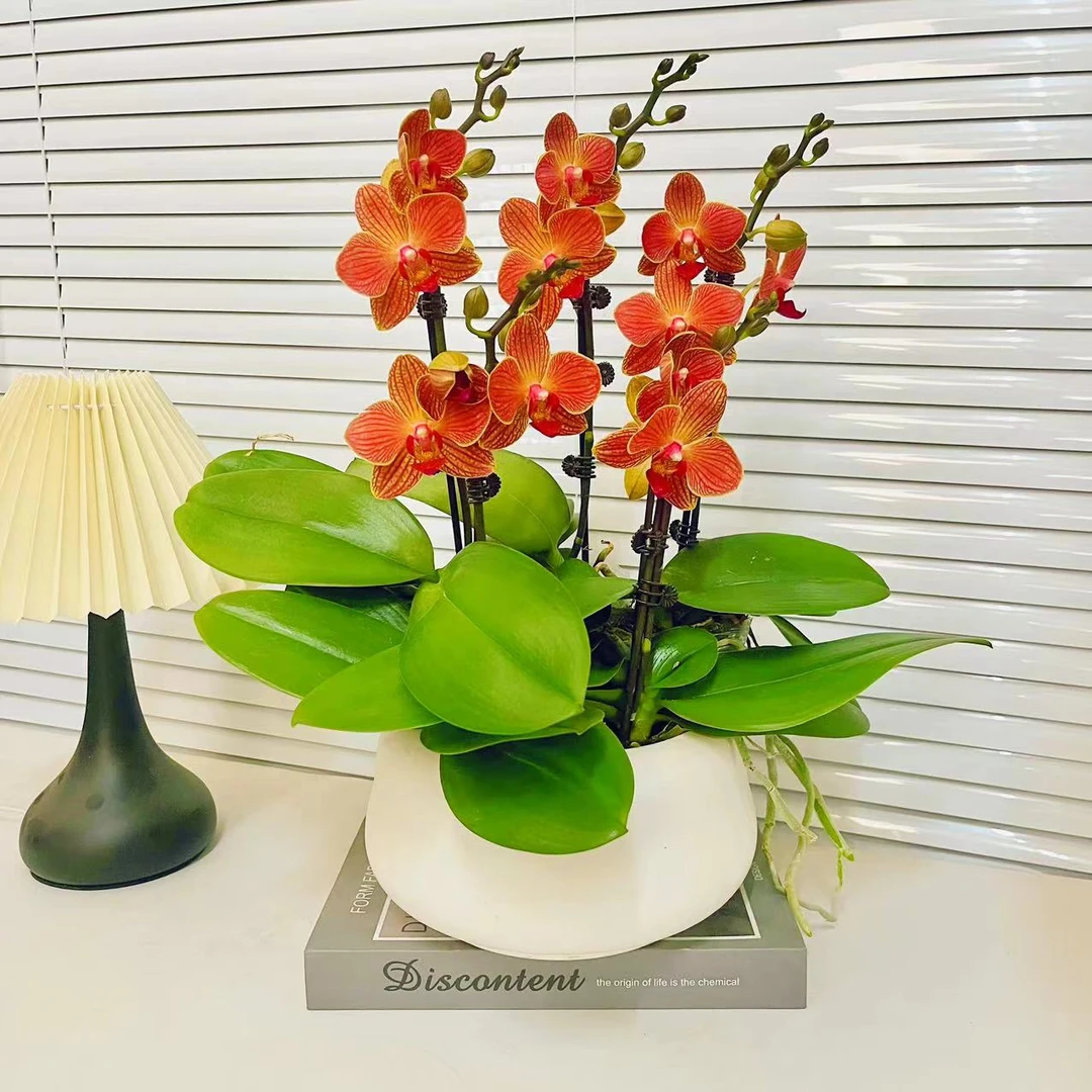 【三和蜜橙】精品蝴蝶兰 花色鲜艳 优质苗情 广州源头基地直发