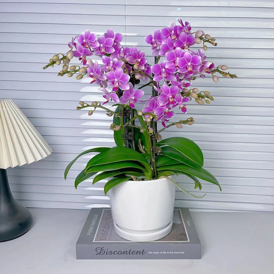 【香格里拉】艺术组盆清新香型 小众品种 稀缺色系  广州基地直发