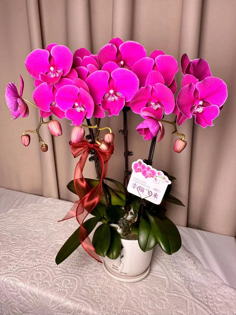 【大红豆】大舌头系列 单苗单花剑 花卉绿植  广州基地直发