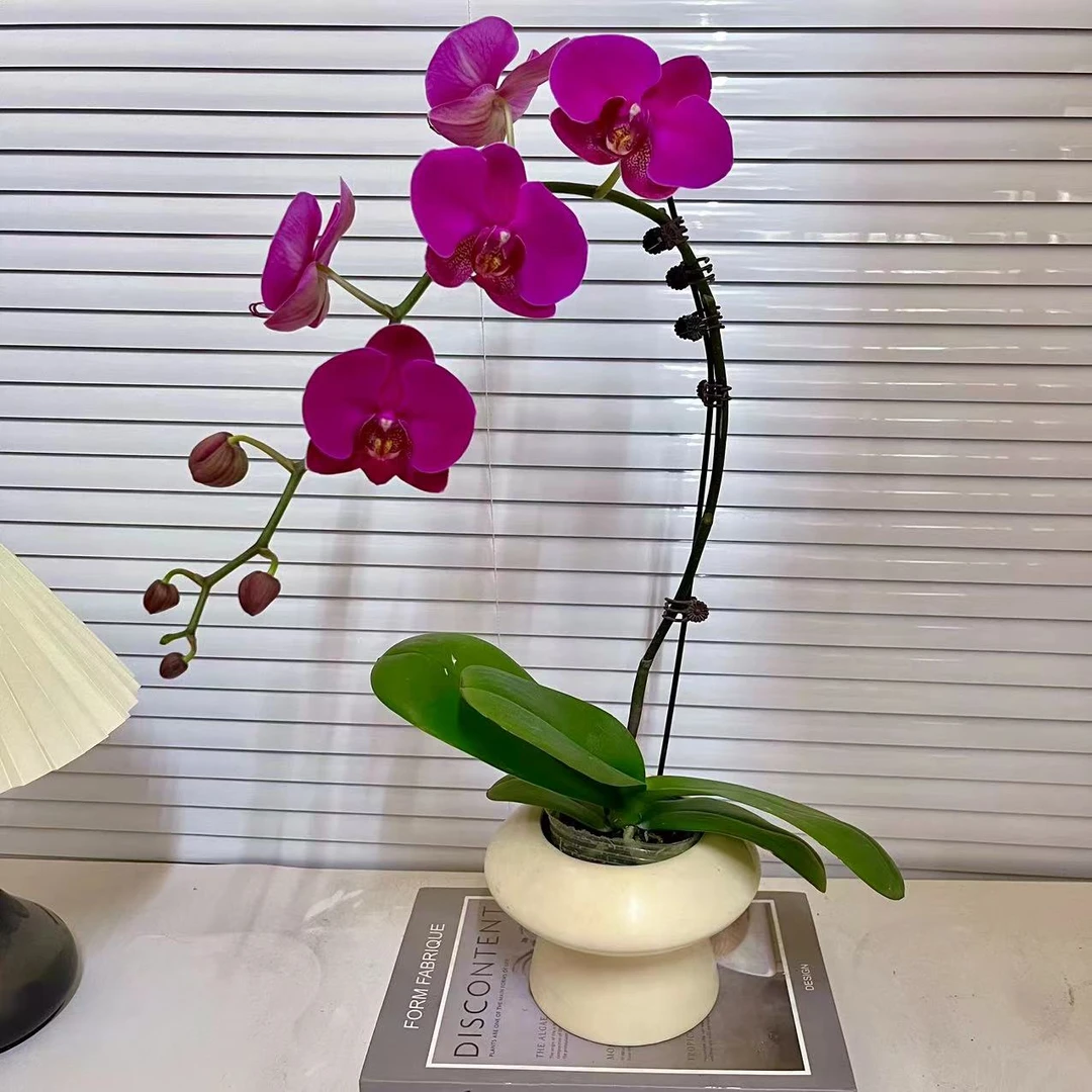 蝴蝶兰【芳美红龙】大花型 喜庆 花色鲜艳 广州基地直发
