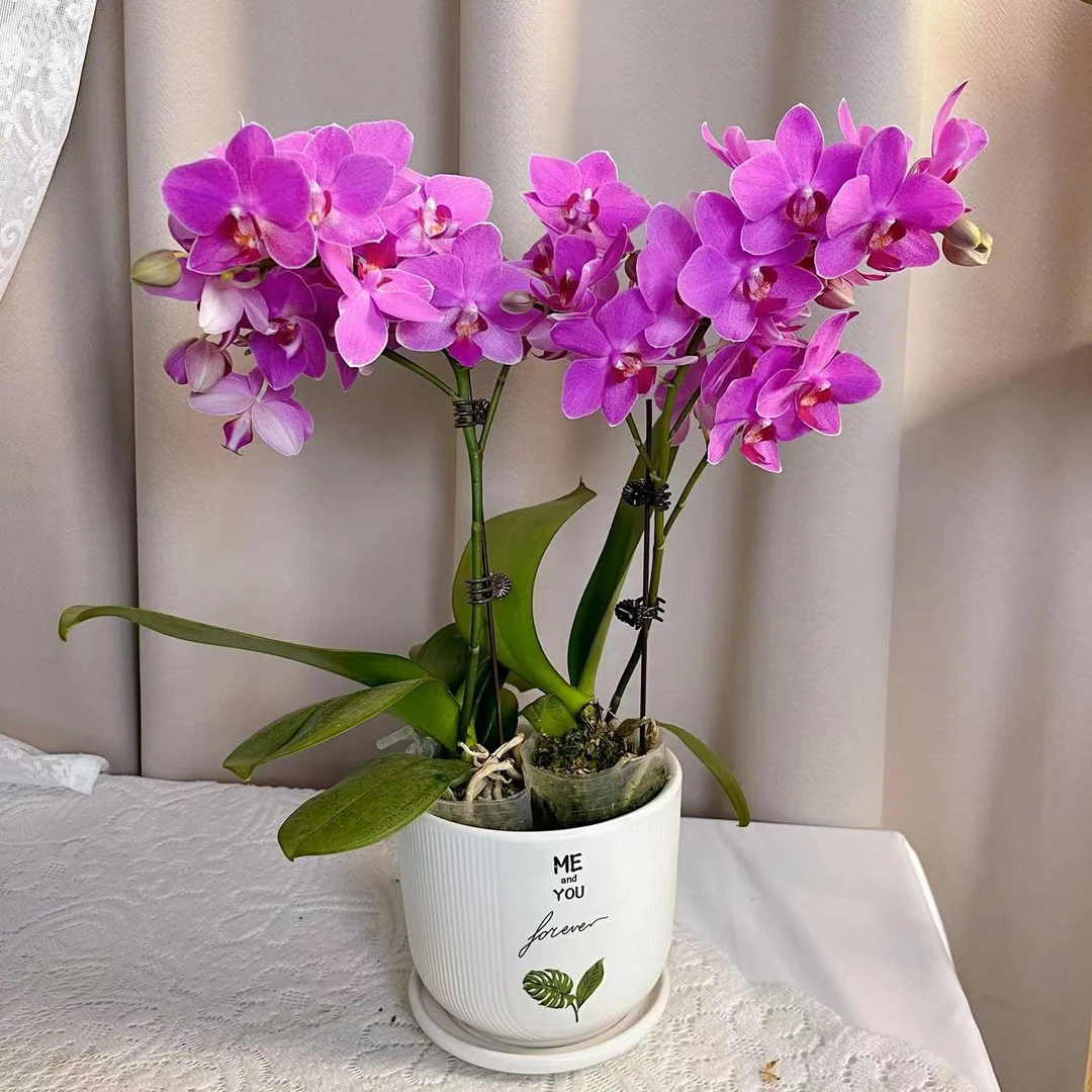 【紫微星】双花剑 花色鲜艳  广州基地直发