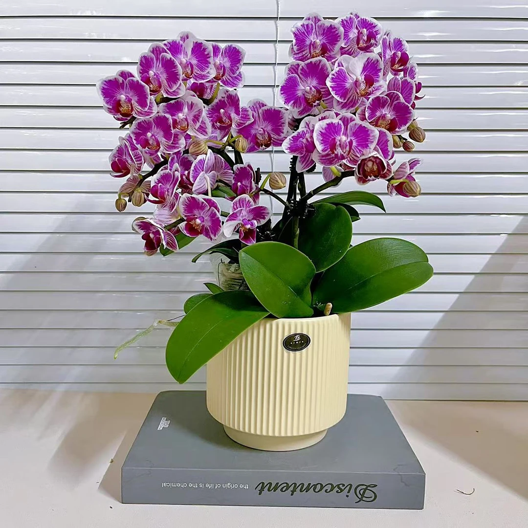 【三色彩虹】单花剑 蝴蝶兰 花色鲜艳 广州基地直发