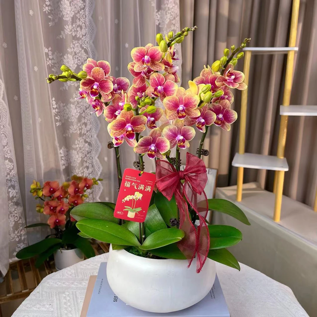 【金蝶】聚宝盆 精品蝴蝶兰 花色鲜艳 优质苗情