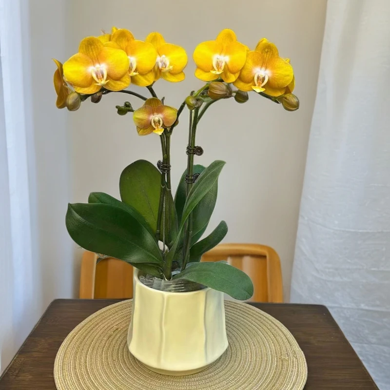 【拉斯维加斯 欧品 稀有色系高端 优质绿植花卉小众品种