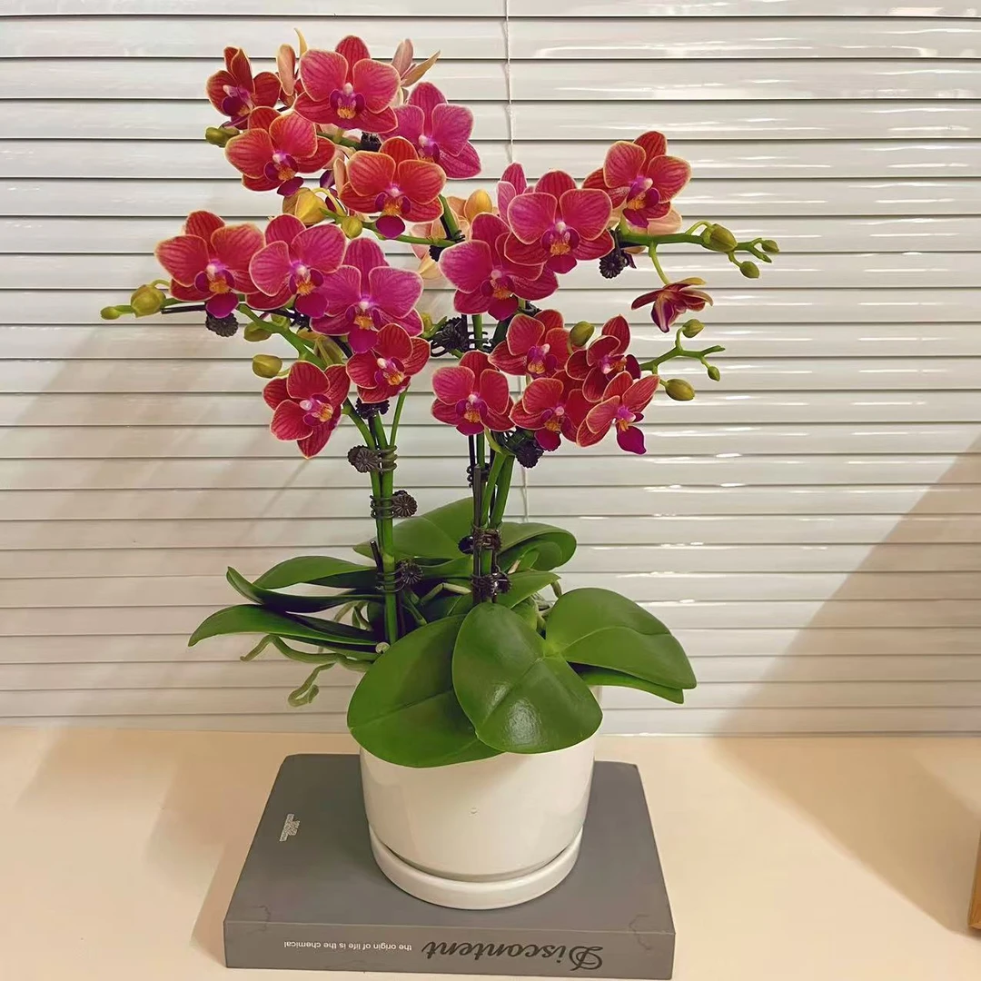 蜡质花【金边玲珑】蝴蝶兰 花色鲜艳带花带花苞  广州基地直发