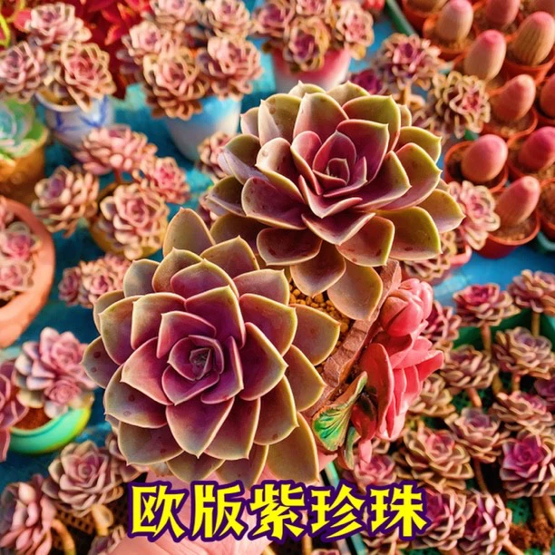 欧版紫珍珠 家庭阳台露台好度夏花园植物