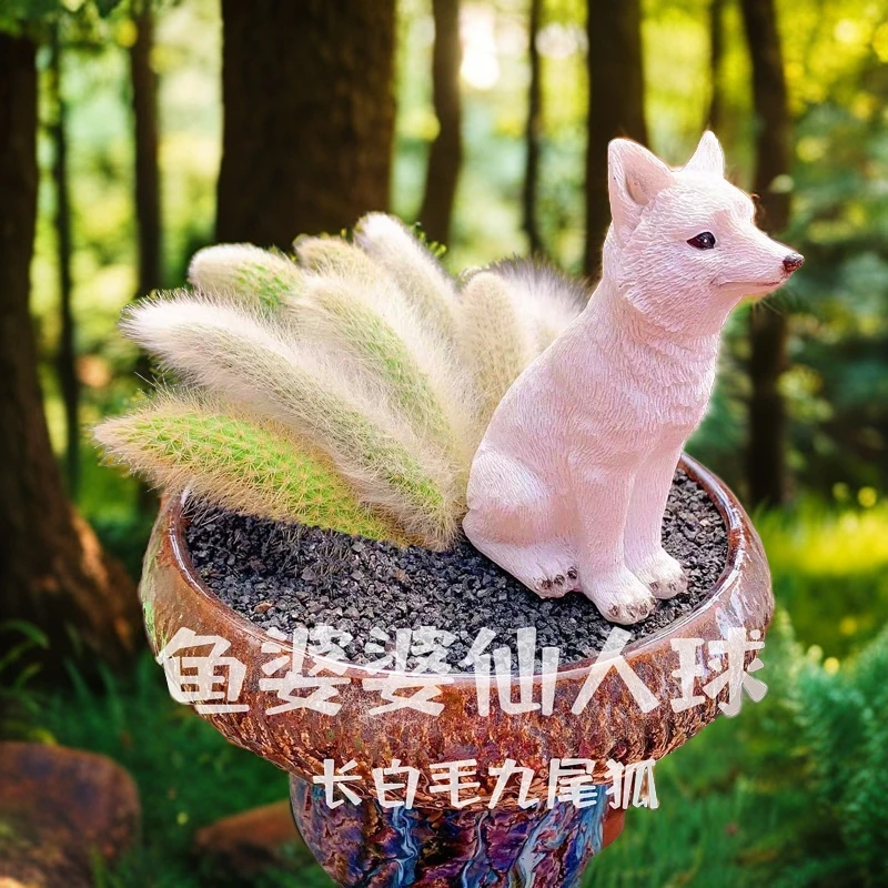 九尾狐仙人掌 (优选白长毛）阳台露台花园植物