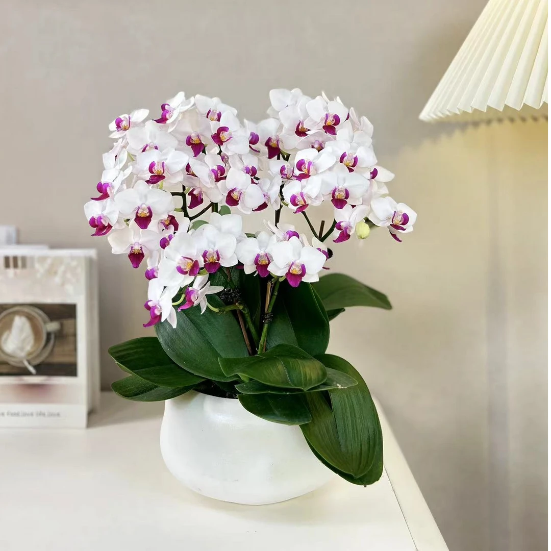 【避风港】欧品中型花 精品蝴蝶兰 高端组盆 绿植花卉室内礼品