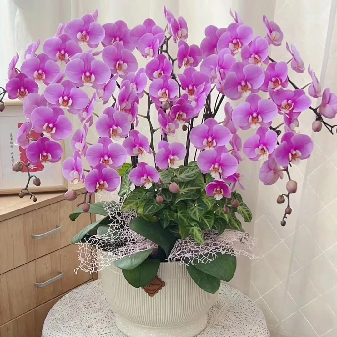 蝴蝶兰《安娜》组盆 8颗大花型耐寒绿植叶片优质净化空气美观鲜花