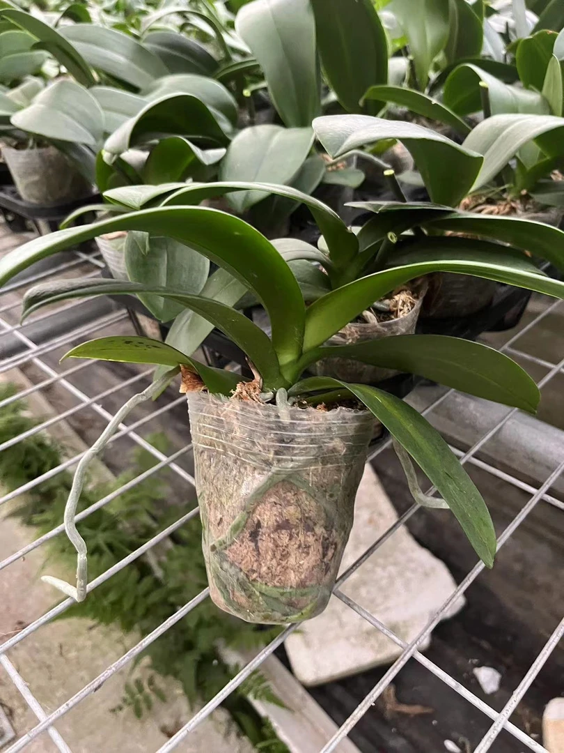 蝴蝶兰花后苗