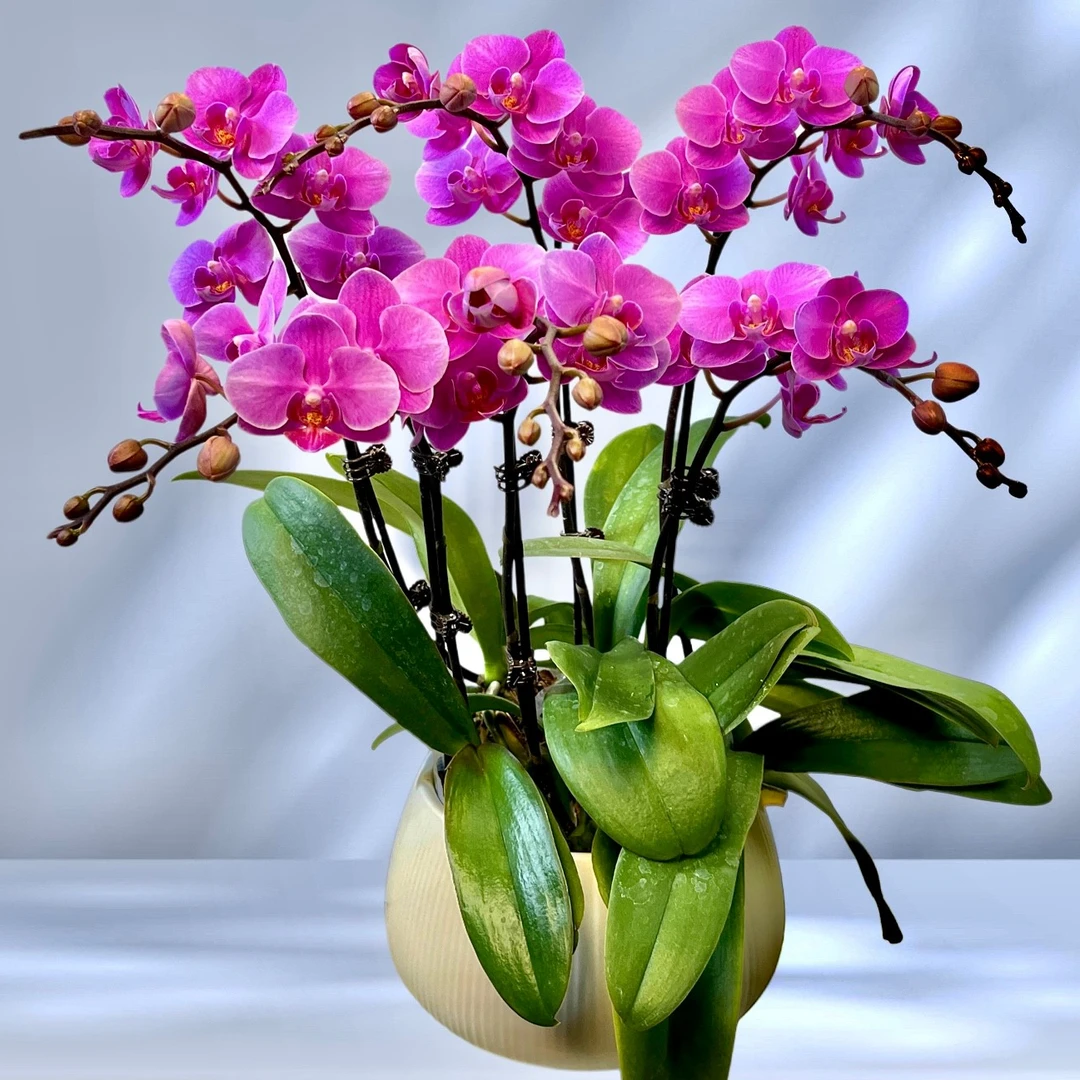 蝴蝶兰【紫霞仙子】组盆 L29 高品质 带花带花苞 基地直发品牌