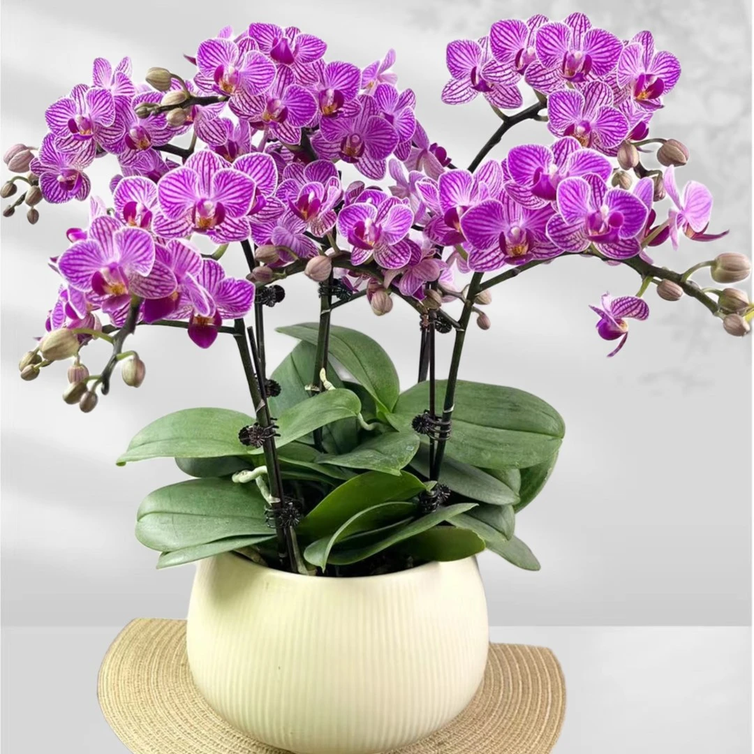 【金边小飞象】蝴蝶兰鲜花基地直销批发阳台室内客厅盆栽长